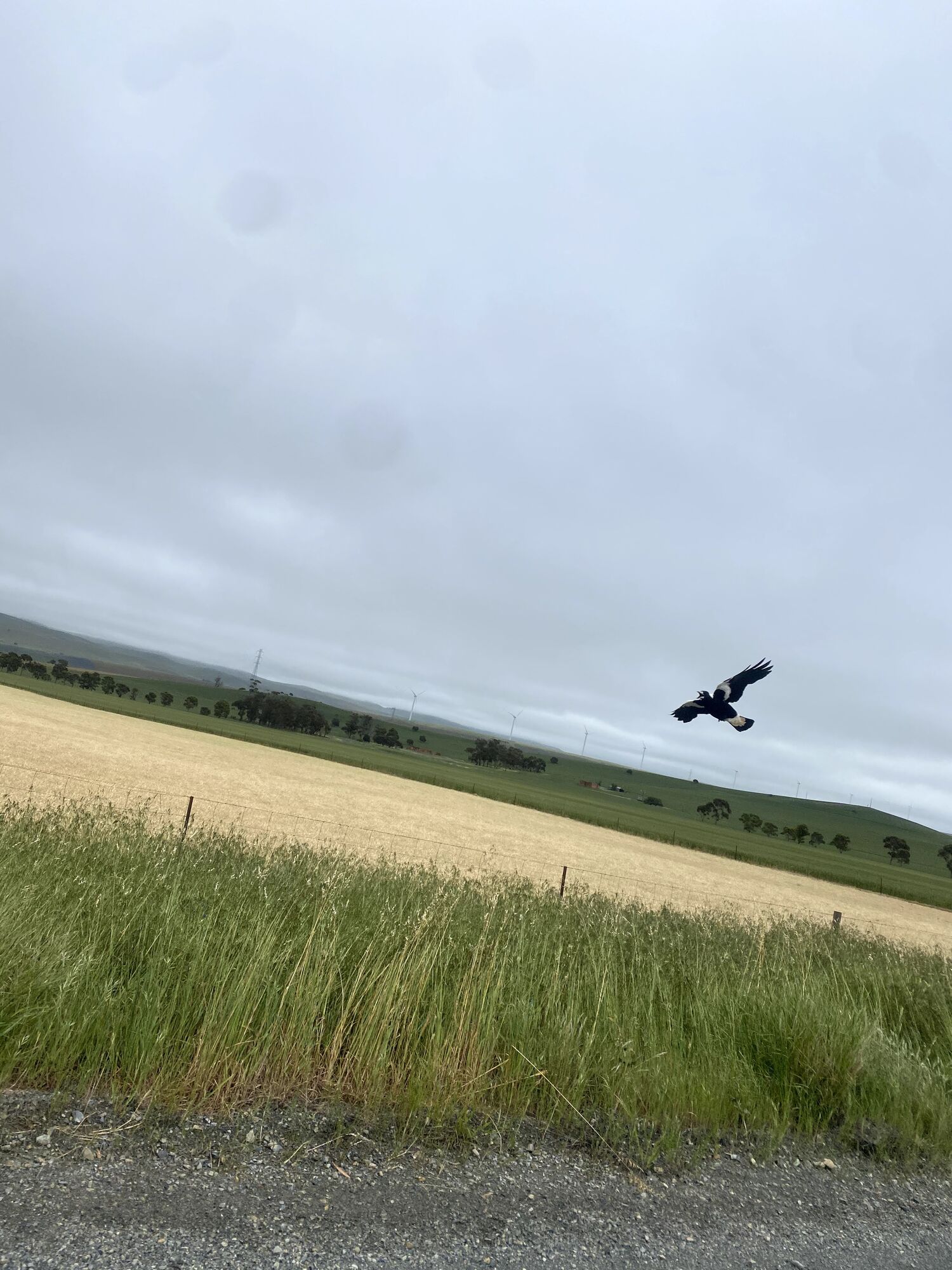 A magpie swooping over a wheat field