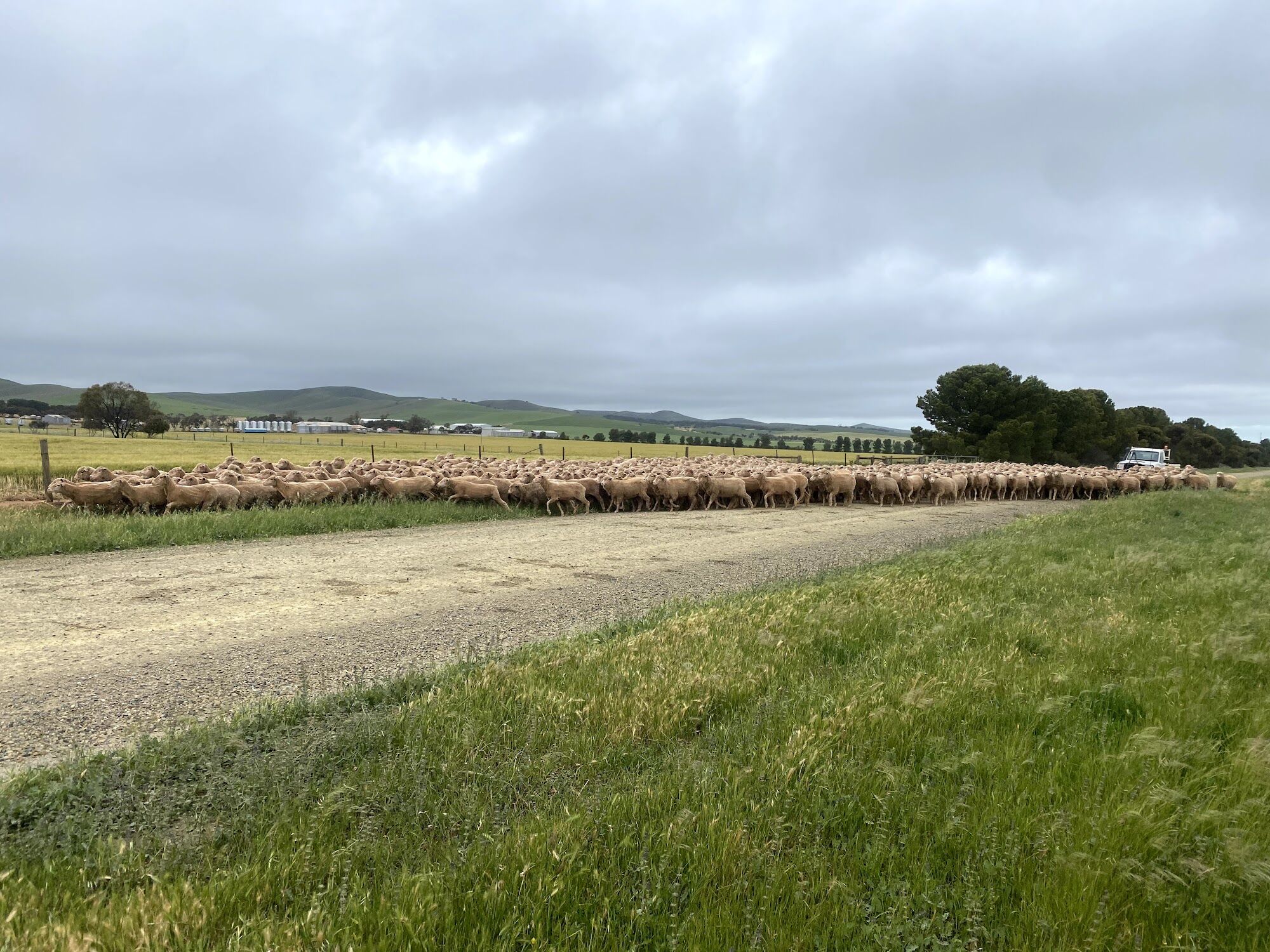A mob of sheep on the move